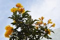 Yellow flowers of Golden Trumpet tree. Royalty Free Stock Photo