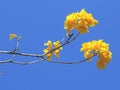 Yellow Flowers in Golden Trumpet Tree Royalty Free Stock Photo