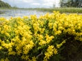 Yellow flowers of goldmoss stonecrop