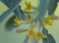 yellow flowers of goof tree close-up