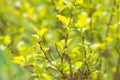 Yellow flowers gooseberry blooming on branch of bush in garden closeup, nature background Royalty Free Stock Photo