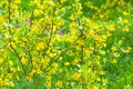 Yellow flowers gooseberry blooming on branch of bush in garden closeup, nature background Royalty Free Stock Photo