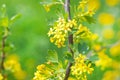 Yellow flowers gooseberry blooming on branch of bush in garden closeup, nature background Royalty Free Stock Photo