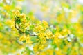 Yellow flowers gooseberry blooming on branch of bush in garden closeup, nature background Royalty Free Stock Photo