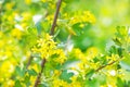 Yellow flowers gooseberry blooming on branch of bush in garden closeup, nature background Royalty Free Stock Photo