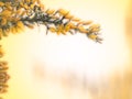 Yellow flowers of gorse cover a thorny green branch in spring against a buttery yellow background with copy space Royalty Free Stock Photo