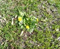 Yellow flowers grass in spring blooming meadow Royalty Free Stock Photo