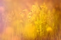 Yellow flowers and grass in the evening