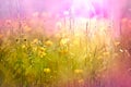 Yellow flowers and grass