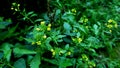 Yellow flowers of grass plants in summer.