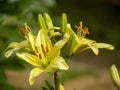 Yellow flowers on green backgound Royalty Free Stock Photo