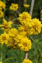 Yellow flowers on a green background