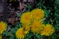 Yellow flowers on a green background.