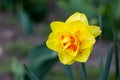 Yellow flowers on green background. Garden flower