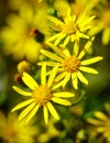 Yellow flowers on a green background with insect bee in a flower and blur Royalty Free Stock Photo