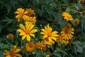 yellow flowers among green bushes