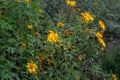 yellow flowers among green bushes