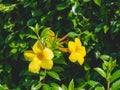 Yellow flowers and green bushes