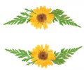 Yellow Flowers With Green Fern Leaves on White