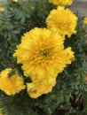 Yellow flowers and green foliage