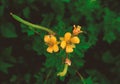 Common Buttercup yellow flowers on green grass background - Ranunculus acris meadow buttercup, tall buttercup, giant buttercup - C Royalty Free Stock Photo