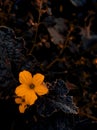 Yellow flower closeup