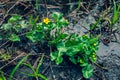 Yellow flowers with green large leaves grow on swampy soil with mud and water.