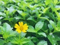 Yellow flowers with green leaf background