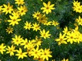 Yellow flowers and green leaves