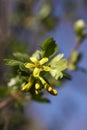 Yellow flowers and green leaves of black currant bush Royalty Free Stock Photo