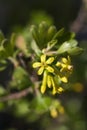 Yellow flowers and green leaves of black currant bush Royalty Free Stock Photo