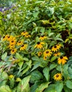 Yellow flowers and green leaves of black-eyed susan plants Royalty Free Stock Photo