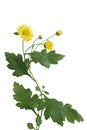 Yellow flowers with green leaves of Chrysanthemum flower plant isolated on white background, clipping path included Royalty Free Stock Photo