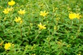 Yellow flowers and green leaves of Hypericum Calycinum Hidcote Royalty Free Stock Photo