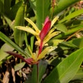 yellow flowers and green leaves like a banana tree