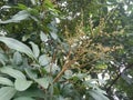 Yellow flowers among the green leaves of longan trees with sunlight peeking through. Royalty Free Stock Photo