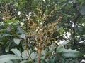 Yellow flowers among the green leaves of longan trees with sunlight peeking through. Royalty Free Stock Photo