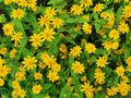 Yellow flowers with green leaves in nature garden background.