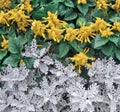 Yellow Flowers and Green Leaves