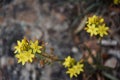 Yellow flowers with green leaves.