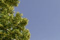 Yellow flowers and green leaves of Tilia, linden or lime tree in summer, district Drujba