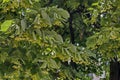 Yellow flowers and green leaves of Tilia, linden or lime tree in summer Royalty Free Stock Photo