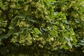 Yellow flowers and  green leaves of Tilia, linden or lime tree in summer Royalty Free Stock Photo