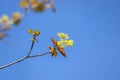 Yellow flowers and green and orange leaves of the maple tree against a blue sky. Springtime nature awakening background Royalty Free Stock Photo