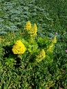 Yellow flowers in green patch 4k