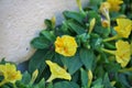 Yellow flower in green plant Royalty Free Stock Photo