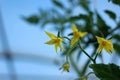 yellow flowers on green tomato bushes in a greenhouse Royalty Free Stock Photo