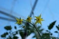 yellow flowers on green tomato bushes in a greenhouse Royalty Free Stock Photo