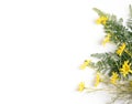 Yellow flowers with green tropical leaves on white background.