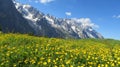 Yellow flowers and green vegetation under a blue sky with the snowy Mont Blanc mountains and clouds in the background Royalty Free Stock Photo